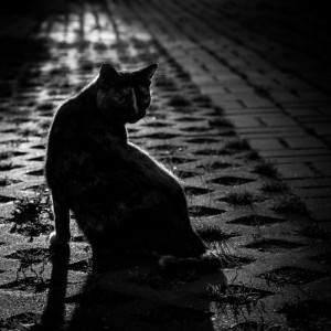 cat_illum