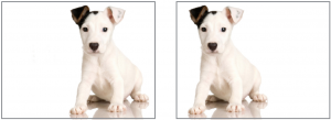 dog_location